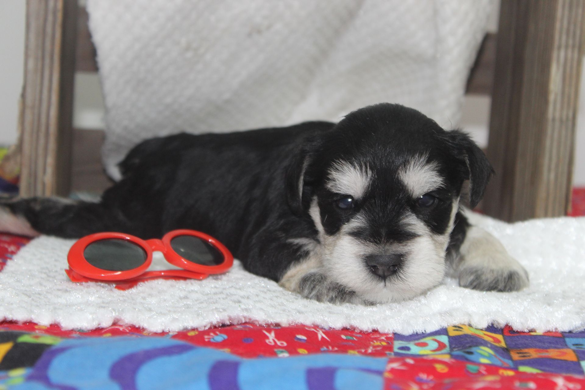 Black and silver Miniature Schnauzer dog standing on a speckled floor, looking forward.