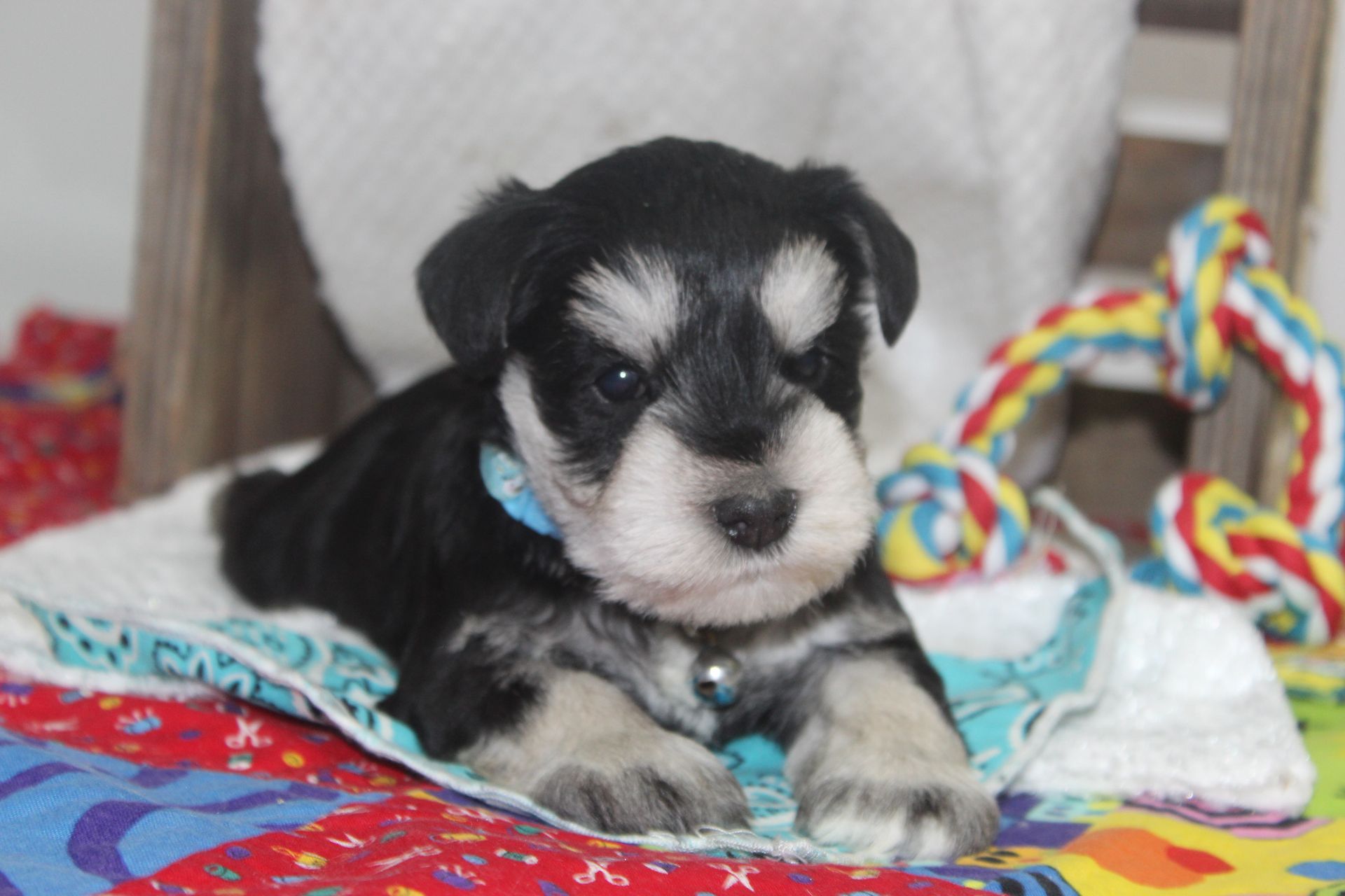 Black and silver Miniature Schnauzer dog standing on a speckled floor, looking forward.