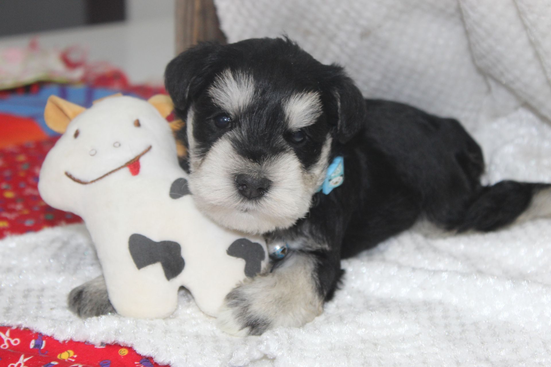 A happy black and white miniature schnauzer stands on green grass, looking up at the camera with an open-mouthed smile.