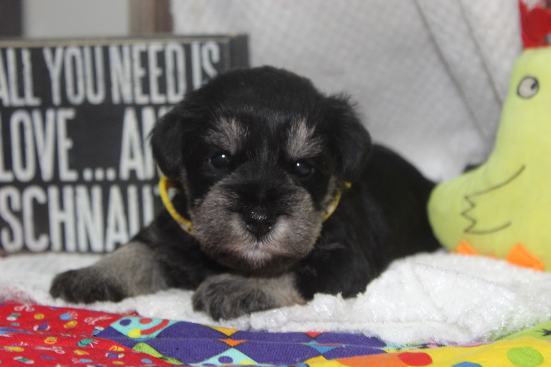 Schnauzer dog with gray and tan fur standing on a gravel path with fallen leaves.
