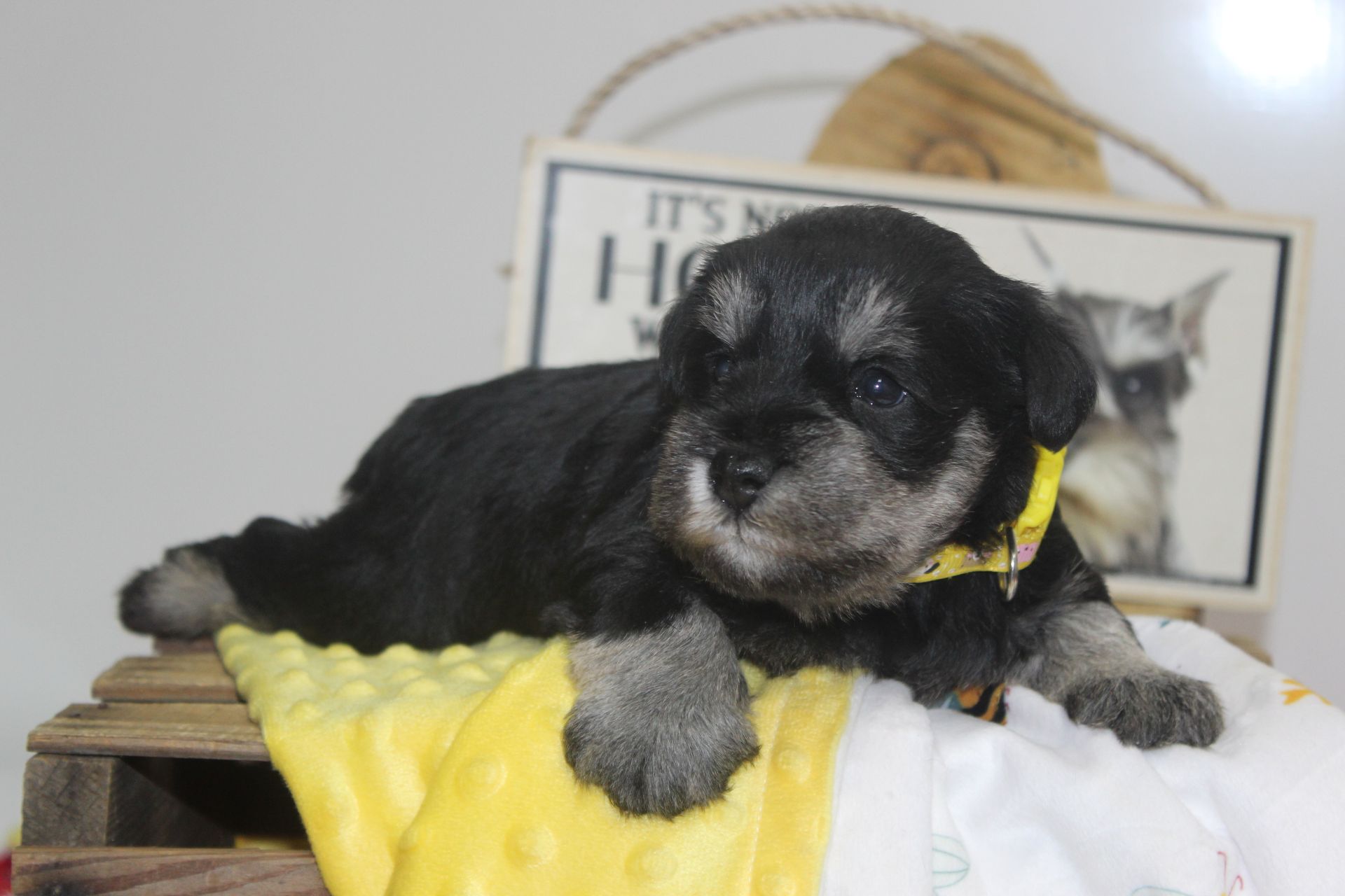 A black and white Miniature Schnauzer lies on a grassy lawn with a small toy nearby.