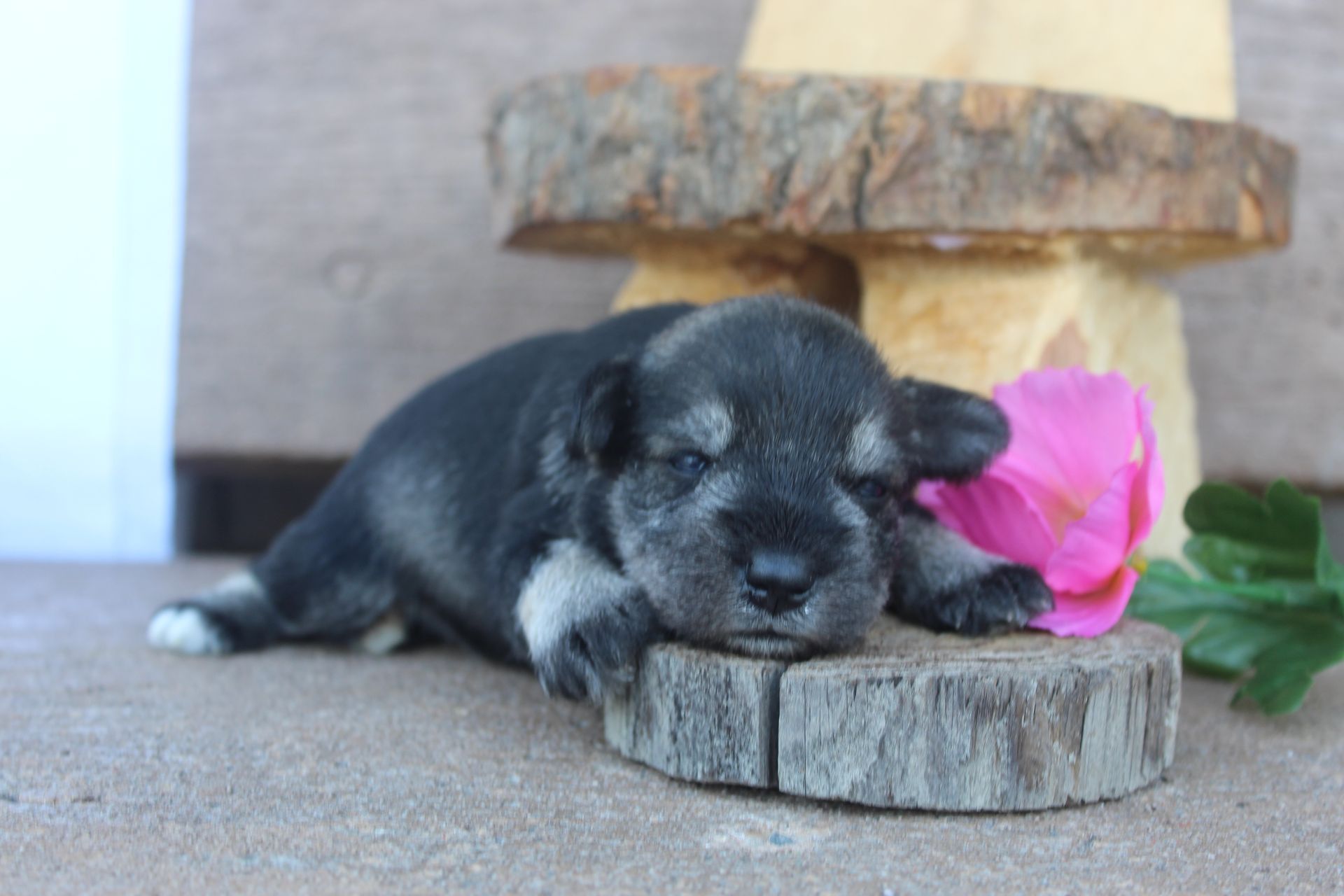 Schnauzer dog with gray and tan fur standing on a gravel path with fallen leaves.