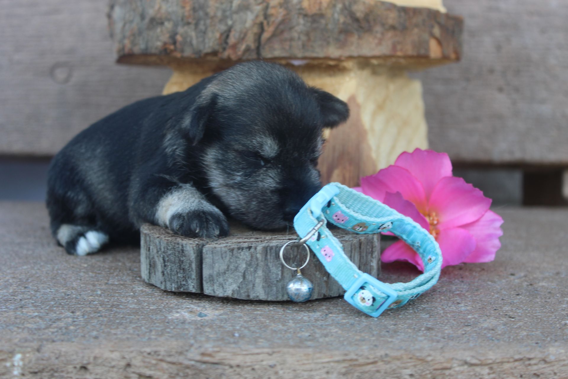 A black and white Miniature Schnauzer lies on a grassy lawn with a small toy nearby.