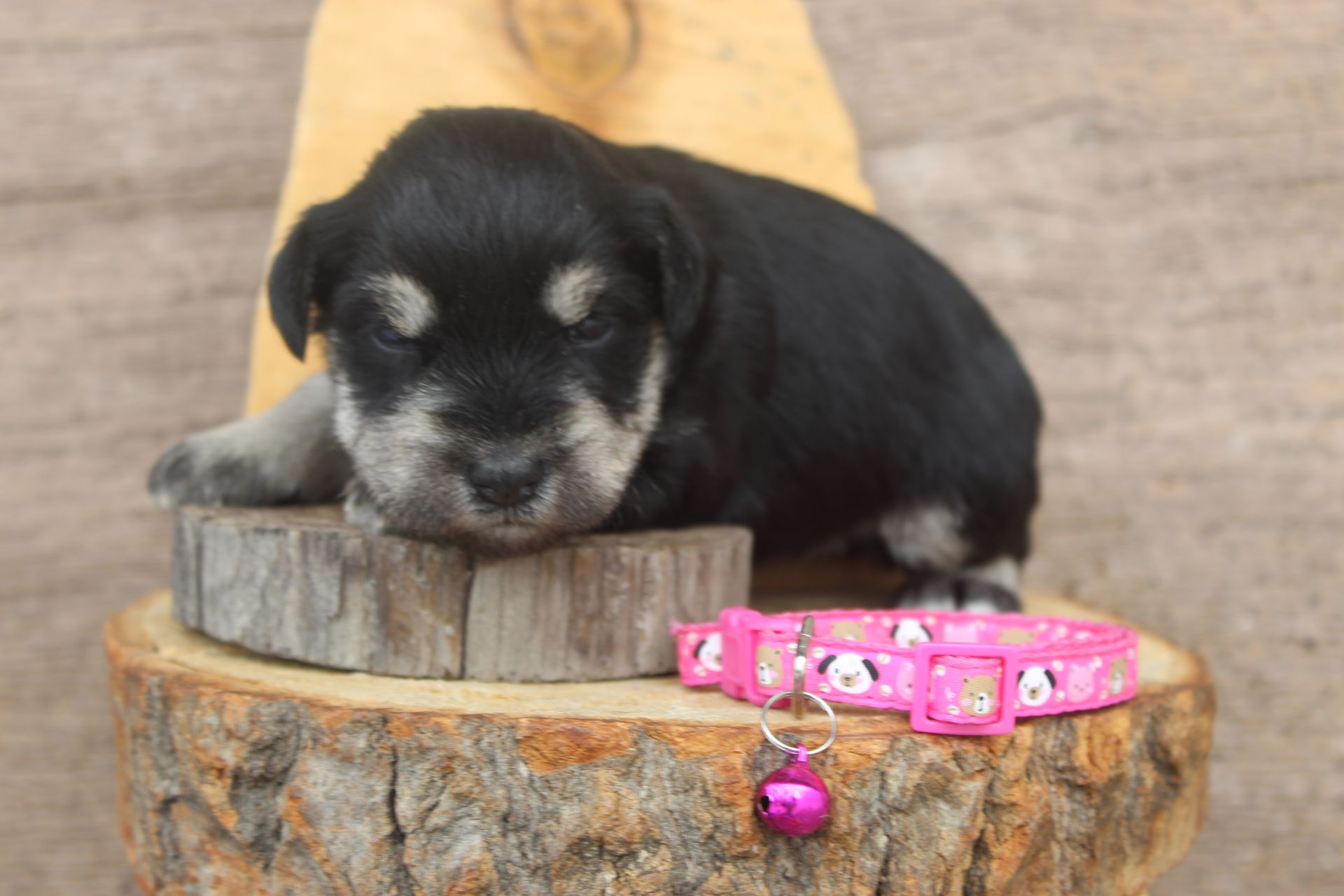 Black and silver Miniature Schnauzer dog standing on a speckled floor, looking forward.