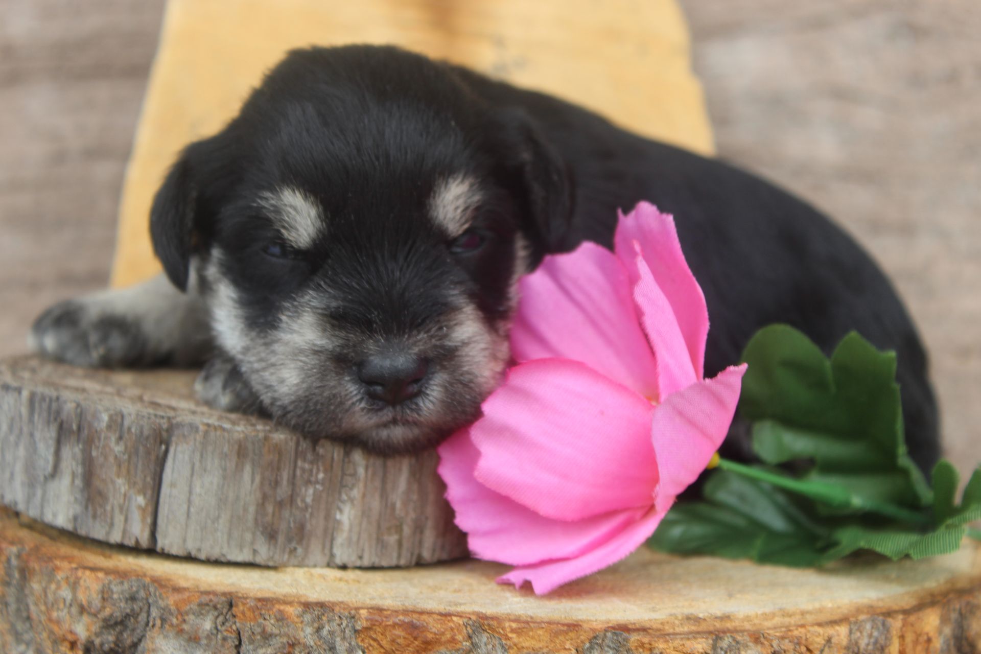 A happy black and white miniature schnauzer stands on green grass, looking up at the camera with an open-mouthed smile.