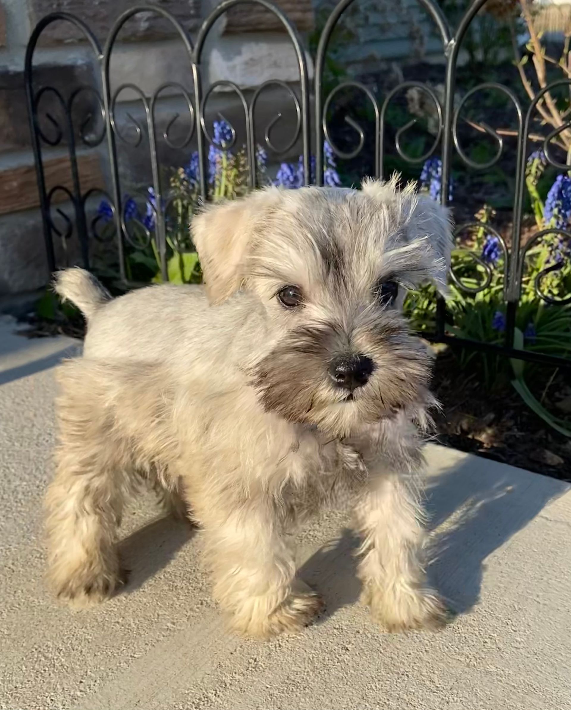A light-colored, scruffy schnauzer puppy standing on a concrete patio in front of a small black metal fence.