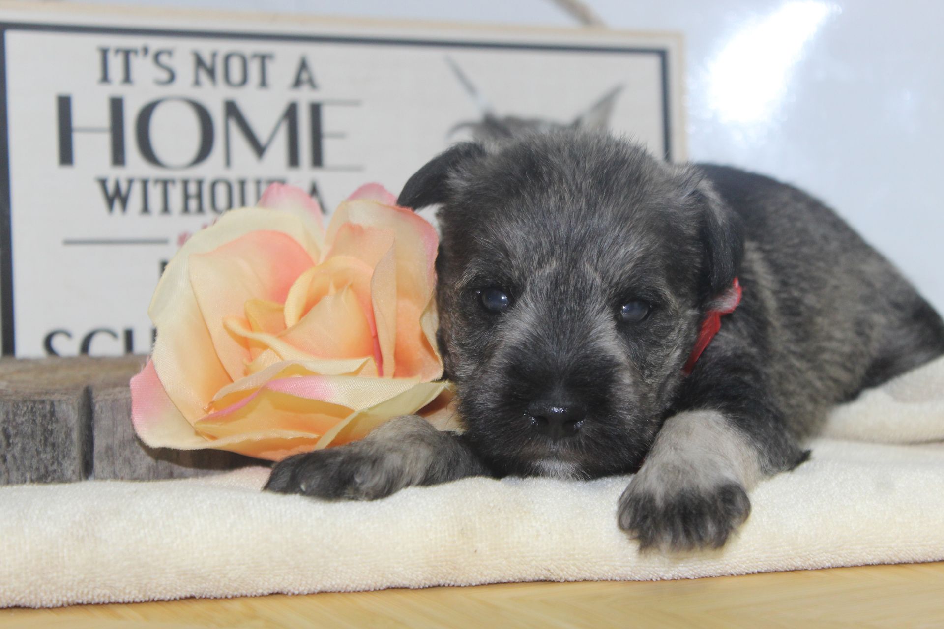 A black and white Miniature Schnauzer lies on a grassy lawn with a small toy nearby.