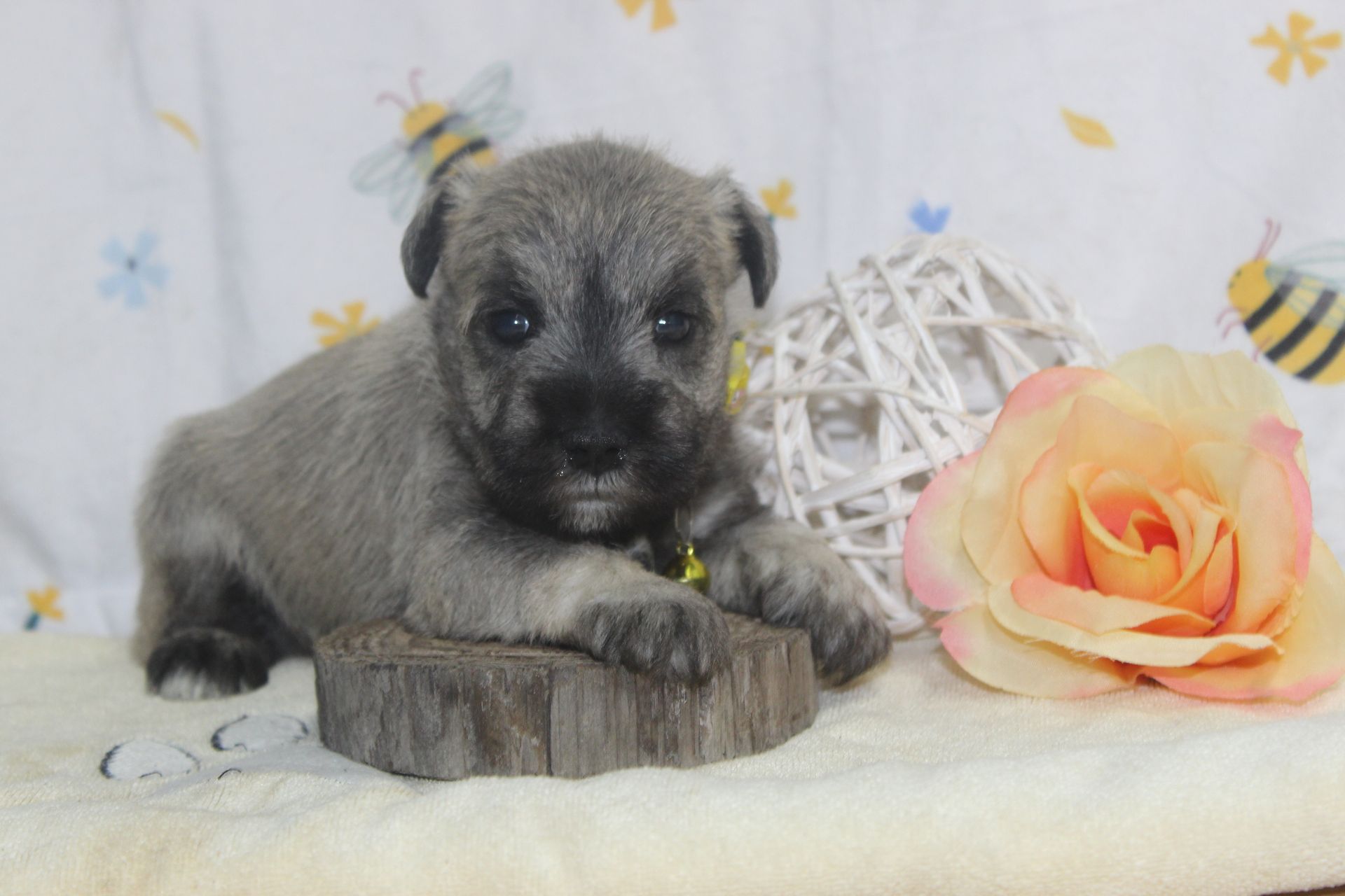 Black and silver Miniature Schnauzer dog standing on a speckled floor, looking forward.