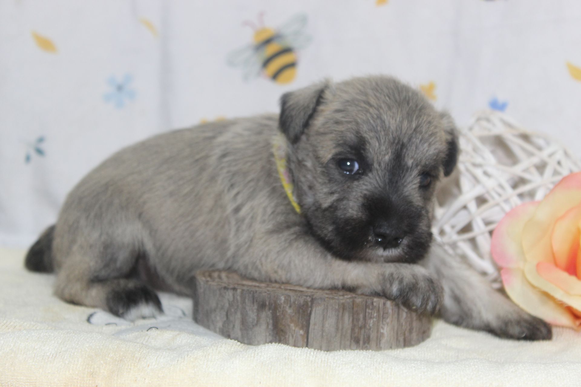 A happy black and white miniature schnauzer stands on green grass, looking up at the camera with an open-mouthed smile.