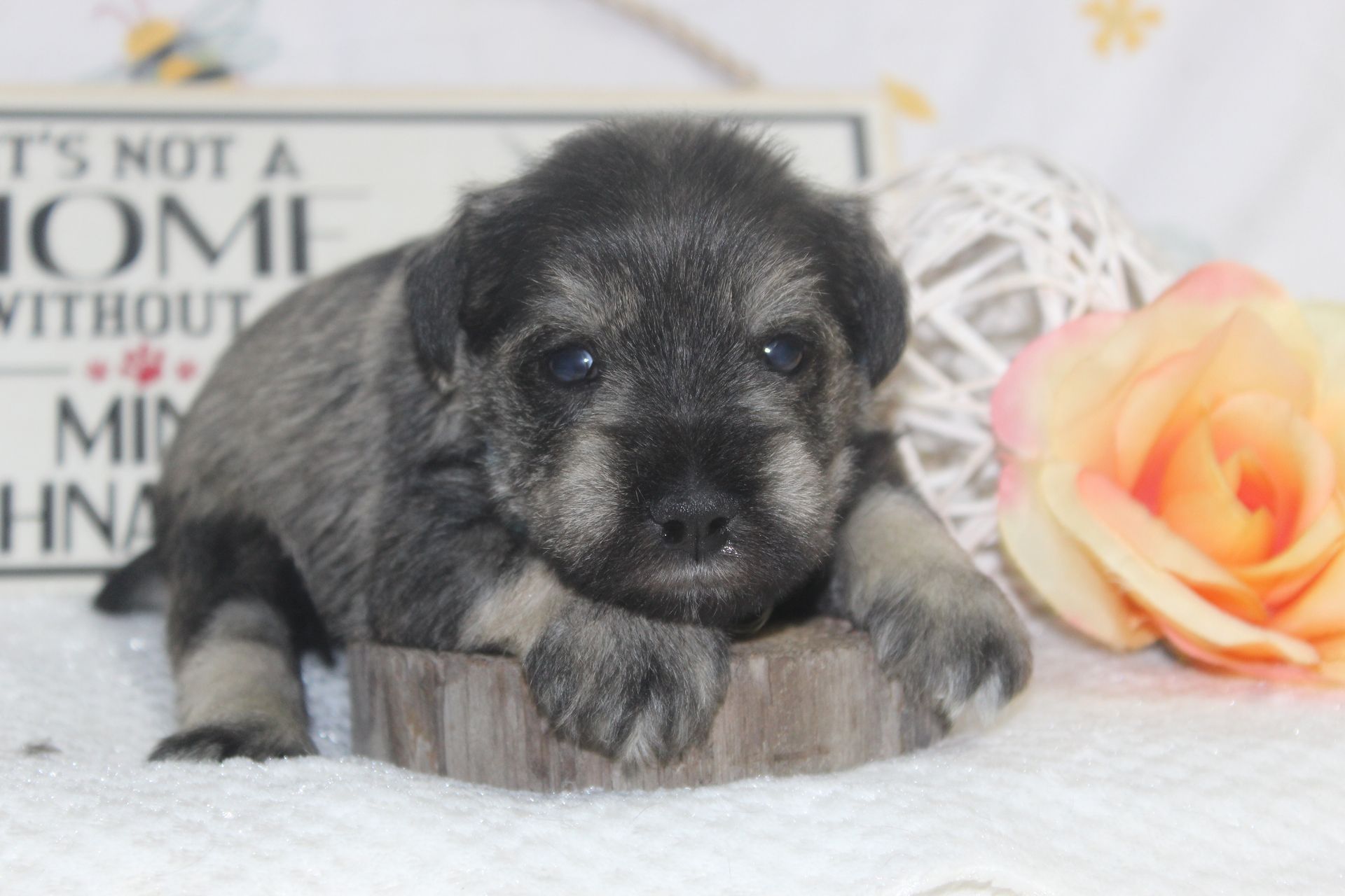 Black and silver Miniature Schnauzer dog standing on a speckled floor, looking forward.