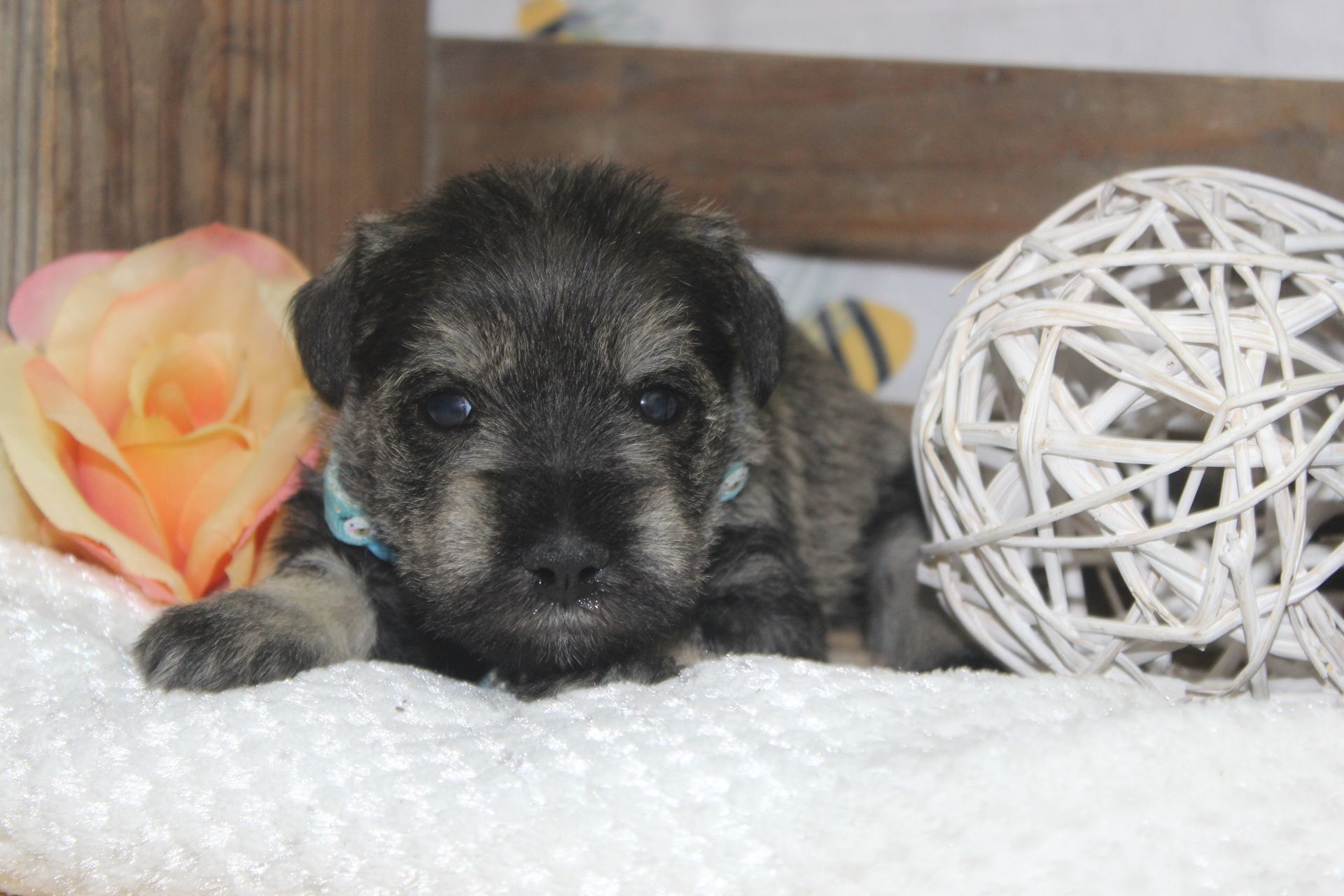 A happy black and white miniature schnauzer stands on green grass, looking up at the camera with an open-mouthed smile.