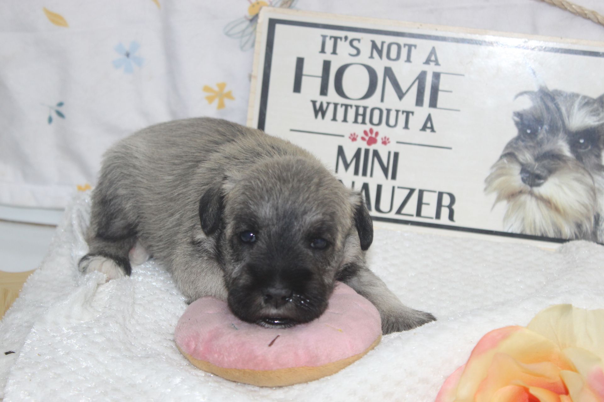 Schnauzer dog with gray and tan fur standing on a gravel path with fallen leaves.