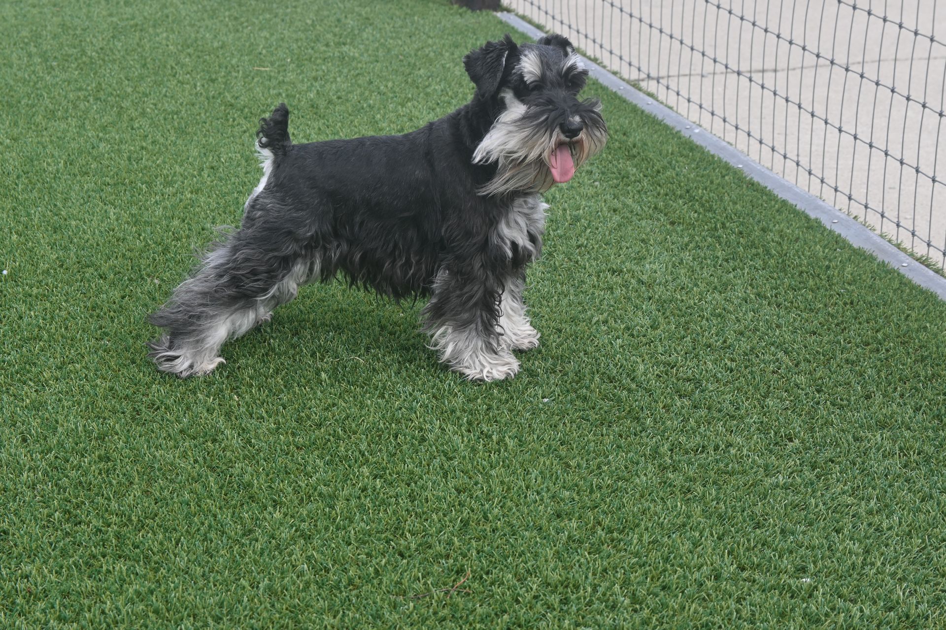 A salt and pepper miniature schnauzer stands on artificial green grass with its tongue out, facing right.