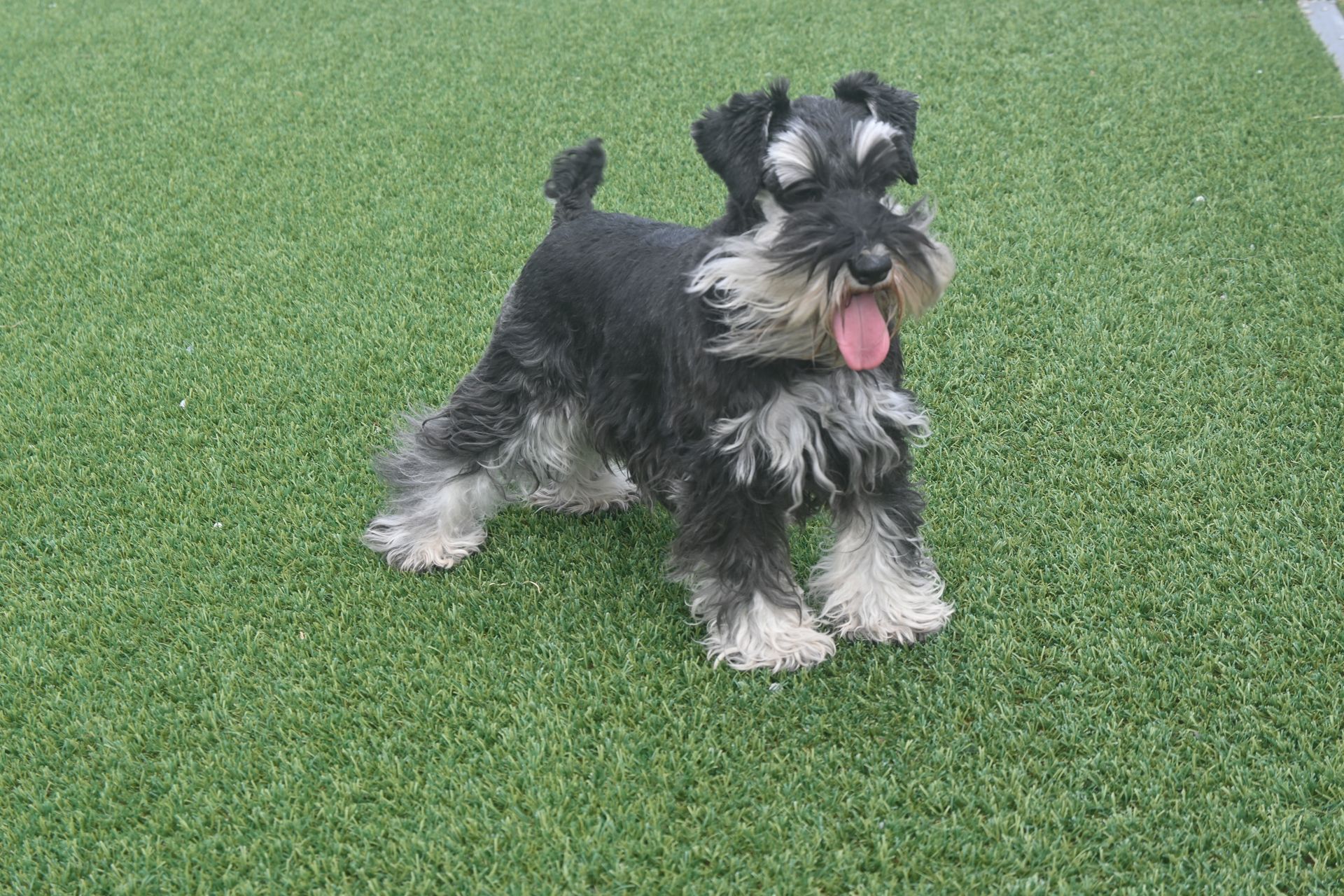 Schnauzer dog with gray and tan fur standing on a gravel path with fallen leaves.