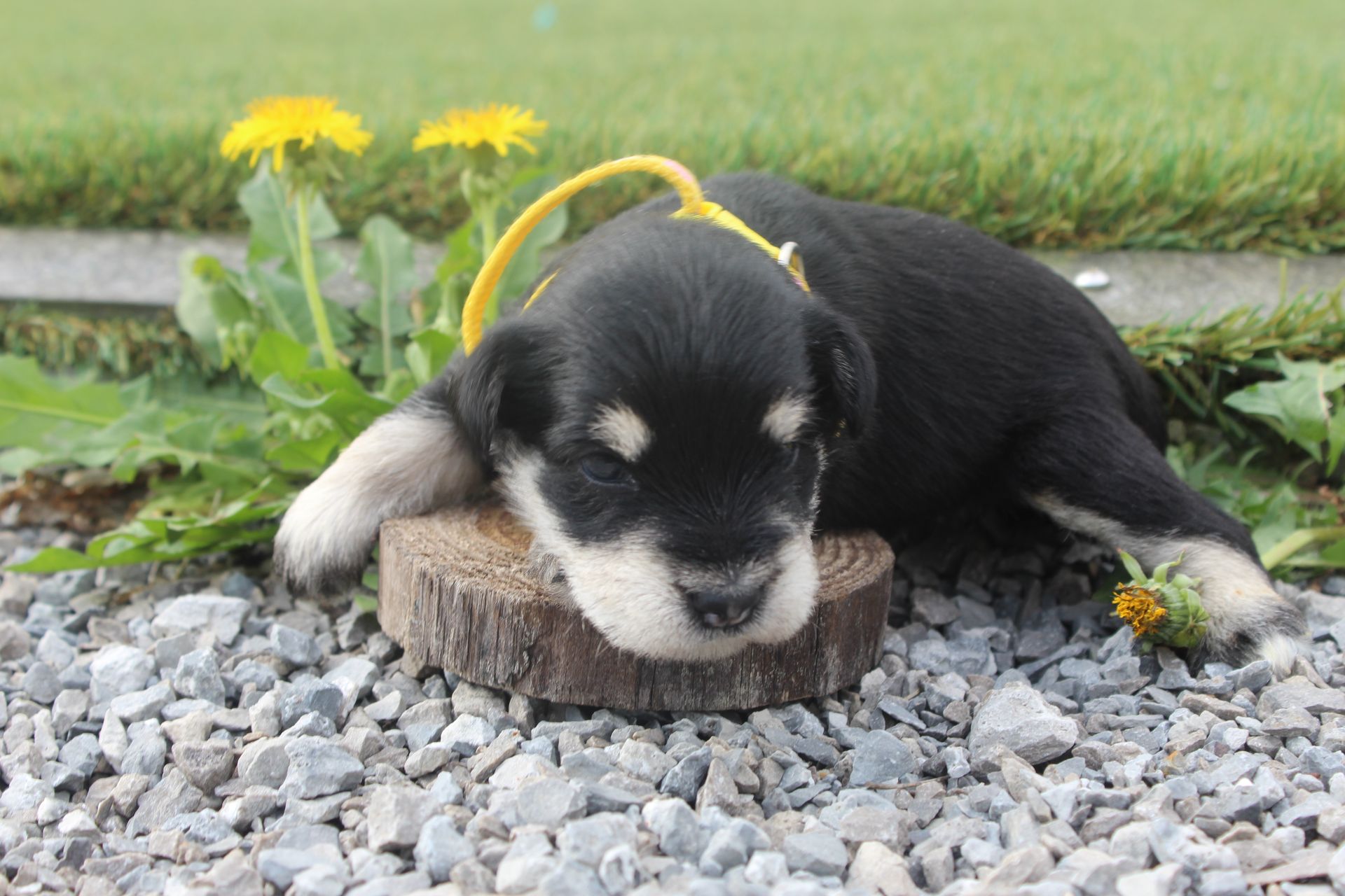 Black puppy lying on a tree stump in gravel, with yellow flowers and green grass in the background