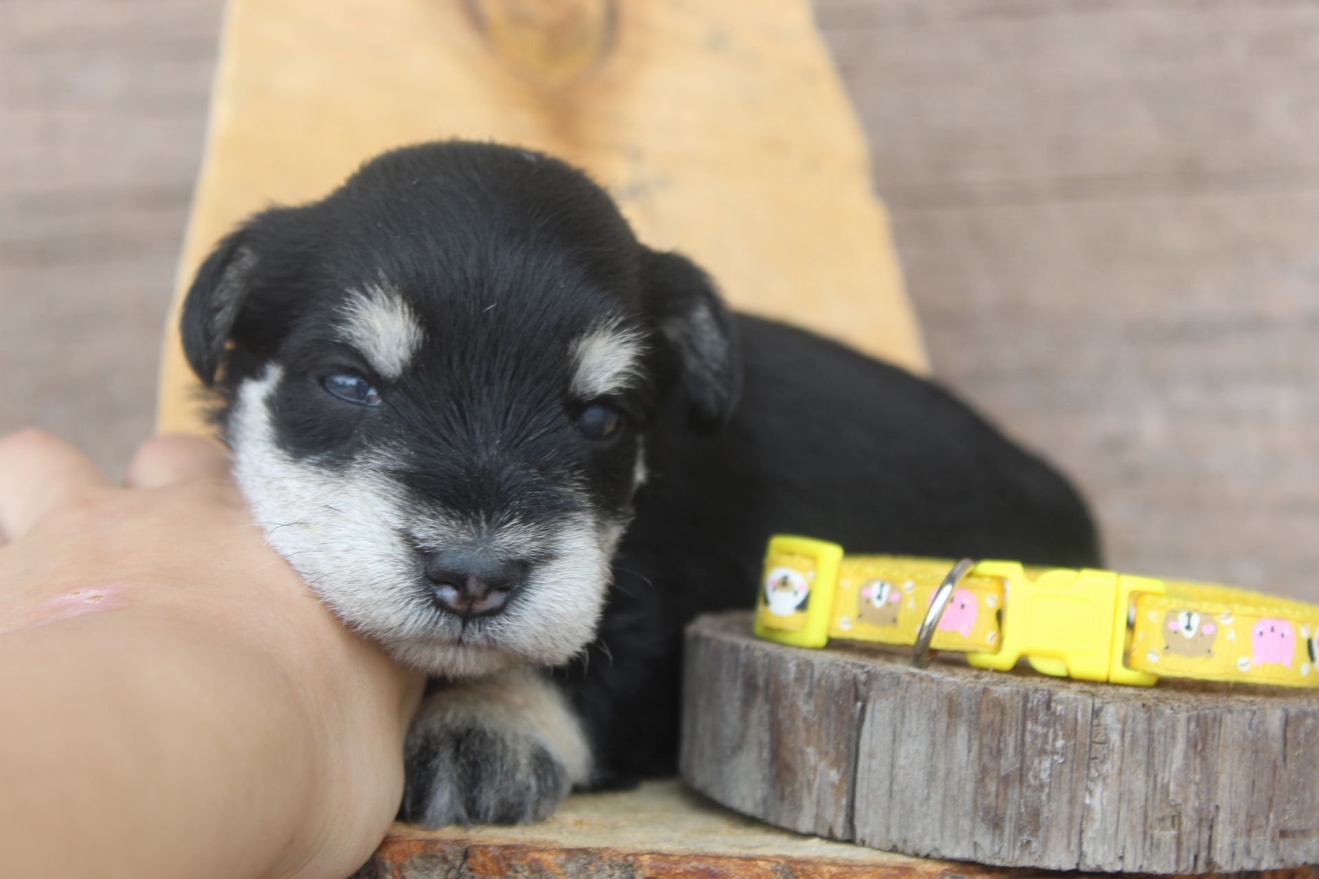 Tiny black-and-white puppy resting on a hand beside yellow bracelets on a wooden surface