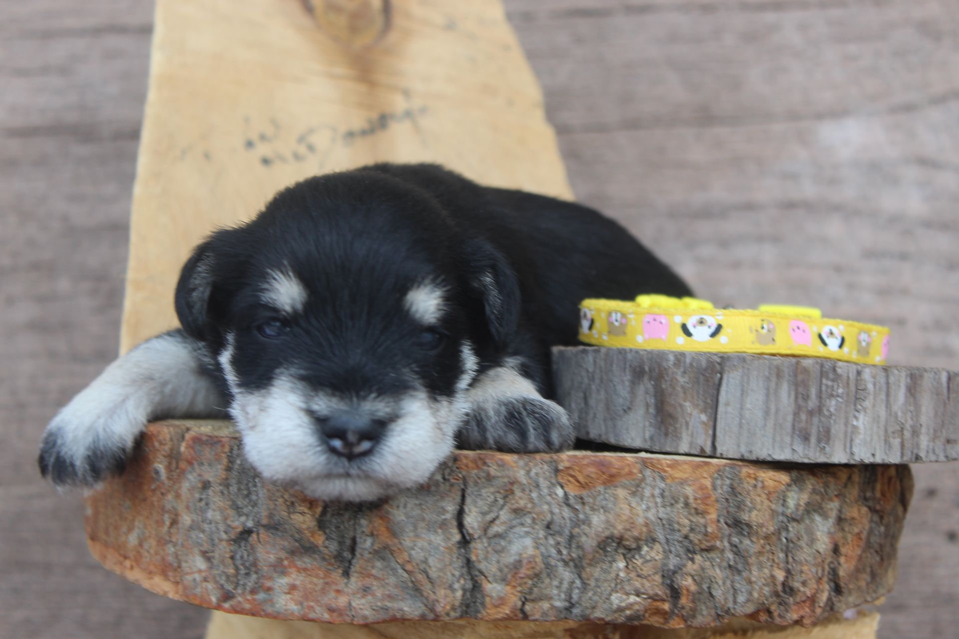 Tiny black-and-white puppy resting on a wood slice beside a yellow measuring tape