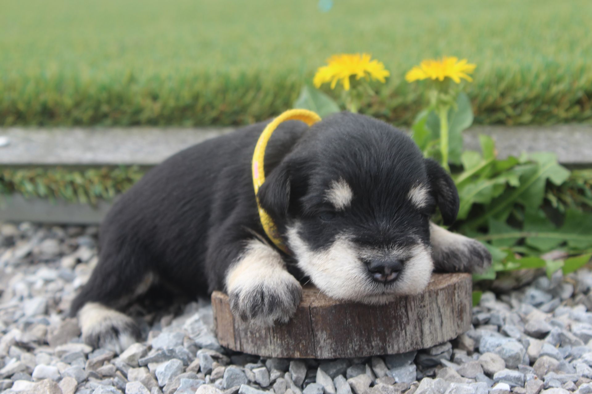 Black-and-tan puppy resting on a tree stump in gravel, with yellow flowers and grass behind it.