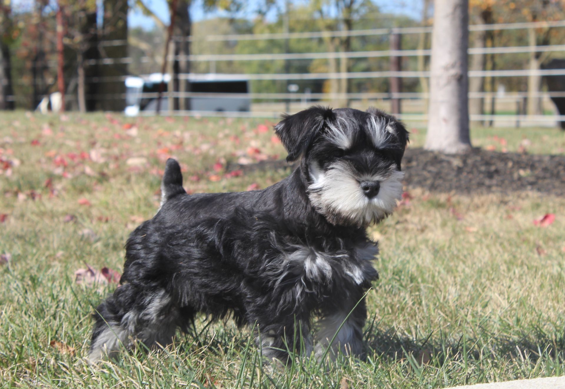 A black and silver Miniature Schnauzer puppy standing in a grassy field with a white muzzle and alert expression.