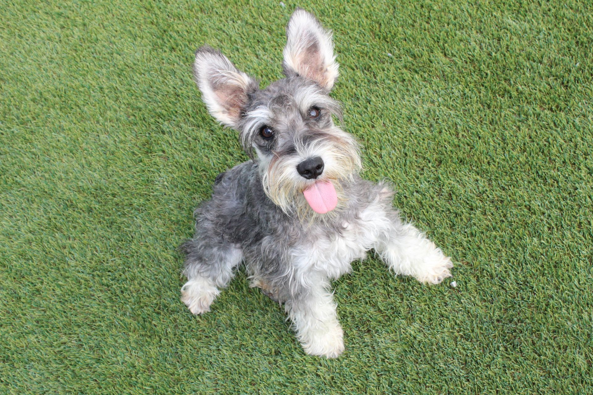 Schnauzer dog with gray and tan fur standing on a gravel path with fallen leaves.