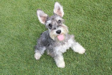 Schnauzer dog with gray and tan fur standing on a gravel path with fallen leaves.