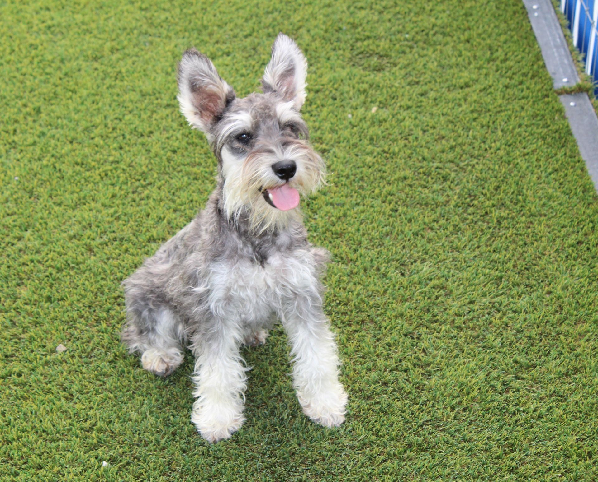 A small gray and white Miniature Schnauzer sits on green artificial grass with its tongue out, looking alert.