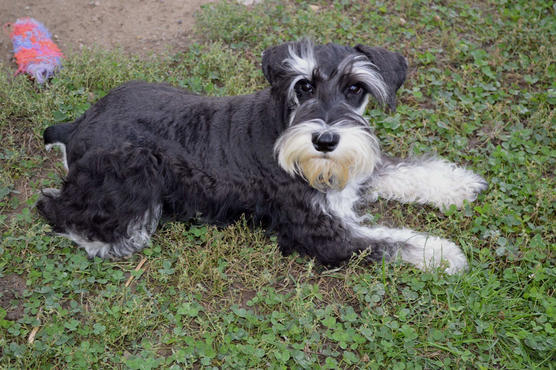 A black and white Miniature Schnauzer lies on a grassy lawn with a small toy nearby.