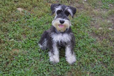 Schnauzer dog with gray and tan fur standing on a gravel path with fallen leaves.