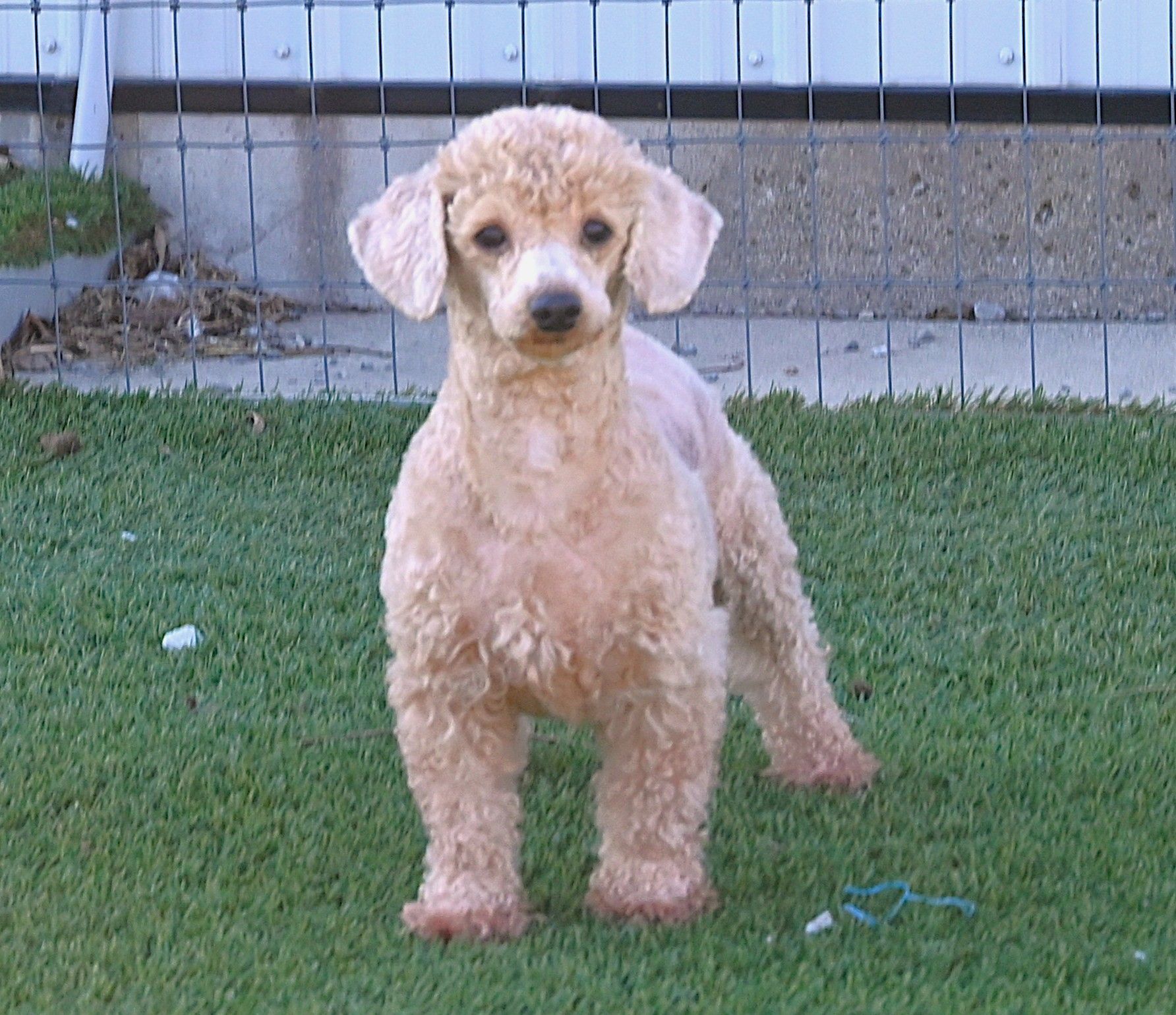 White poodle with pink tongue out, standing on green turf next to a wooden post.