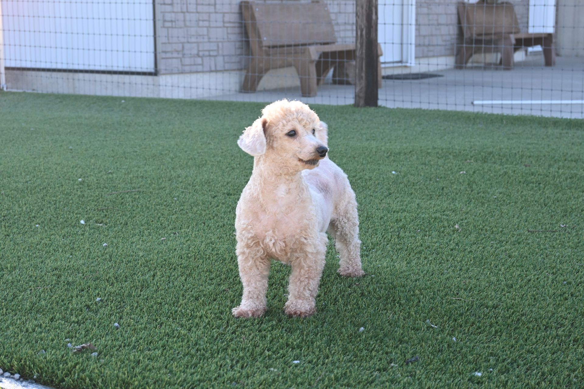 A light-colored, curly-haired dog stands on green artificial turf in an outdoor enclosure.
