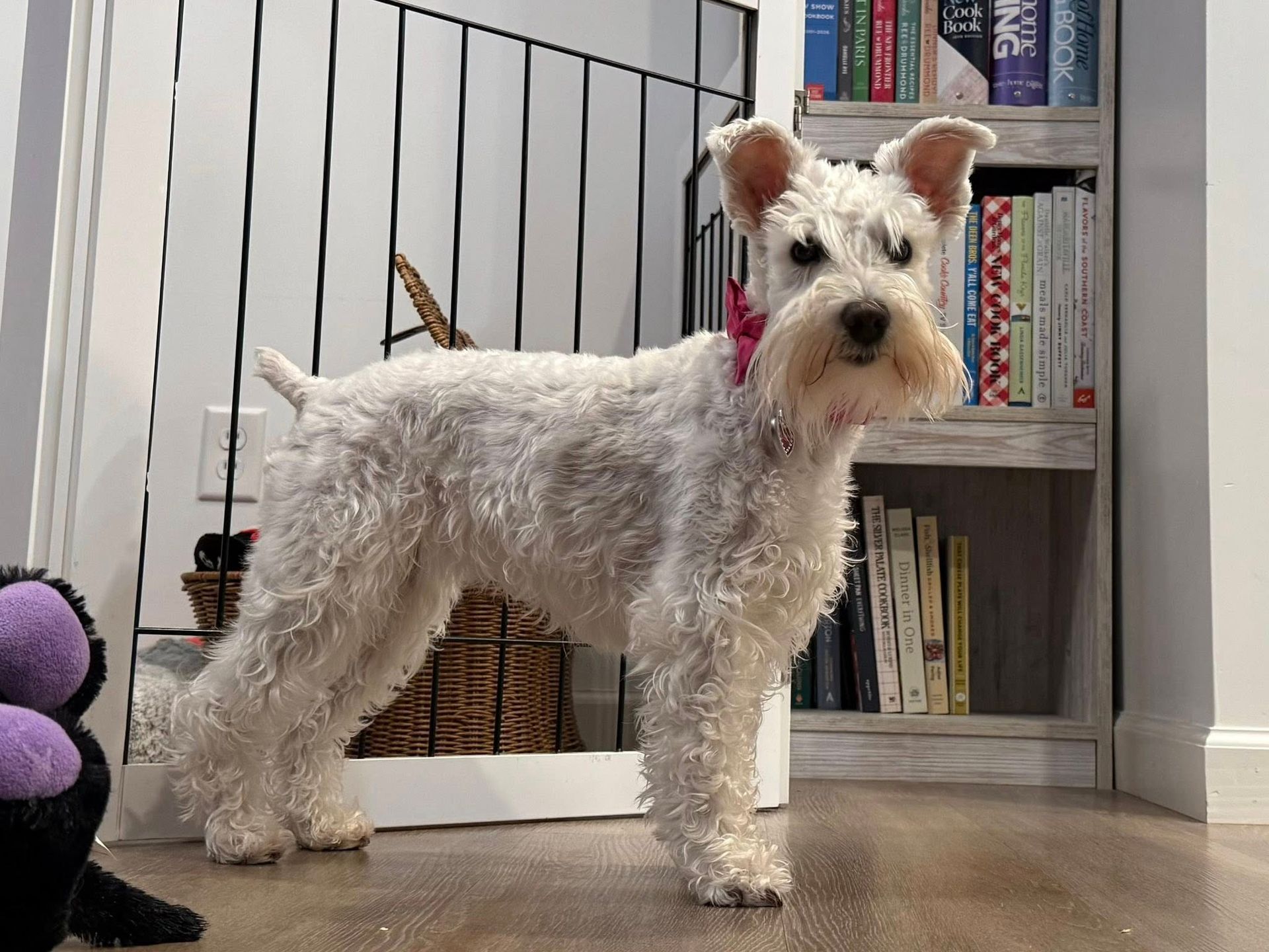 A white Miniature Schnauzer with a pink bow stands on a wooden floor in front of a bookshelf and a metal gate.