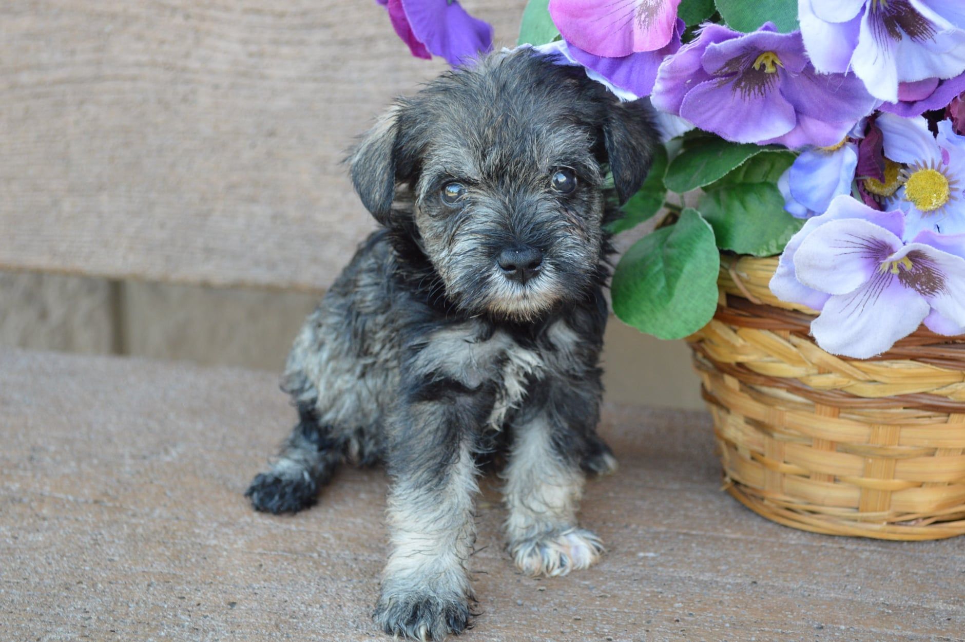 A small, grey and black schnauzer-type puppy stands on a textured surface beside a woven basket of purple flowers.