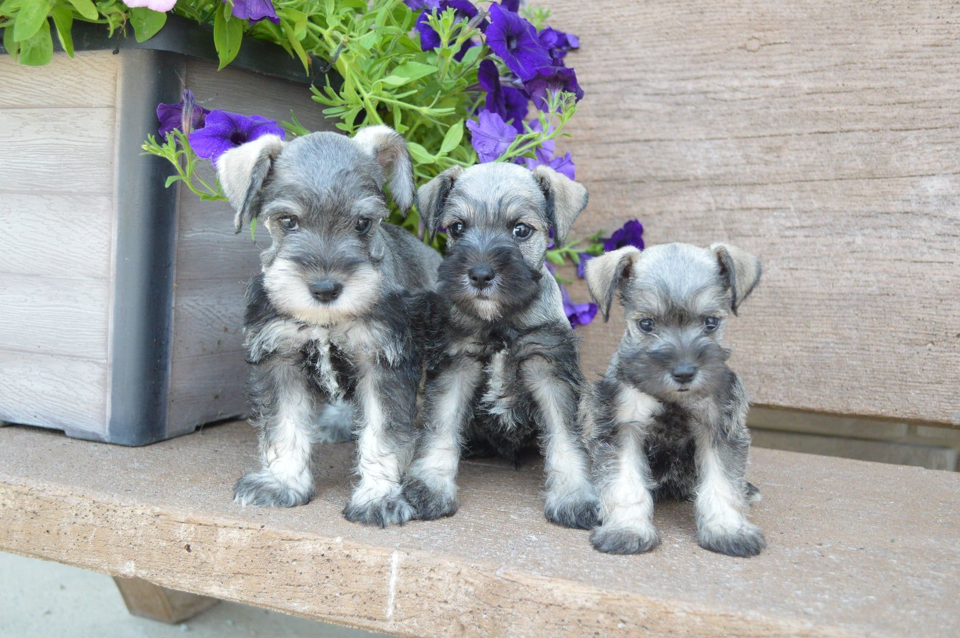 Three small gray Miniature Schnauzer puppies sitting on a stone ledge in front of purple flowers.