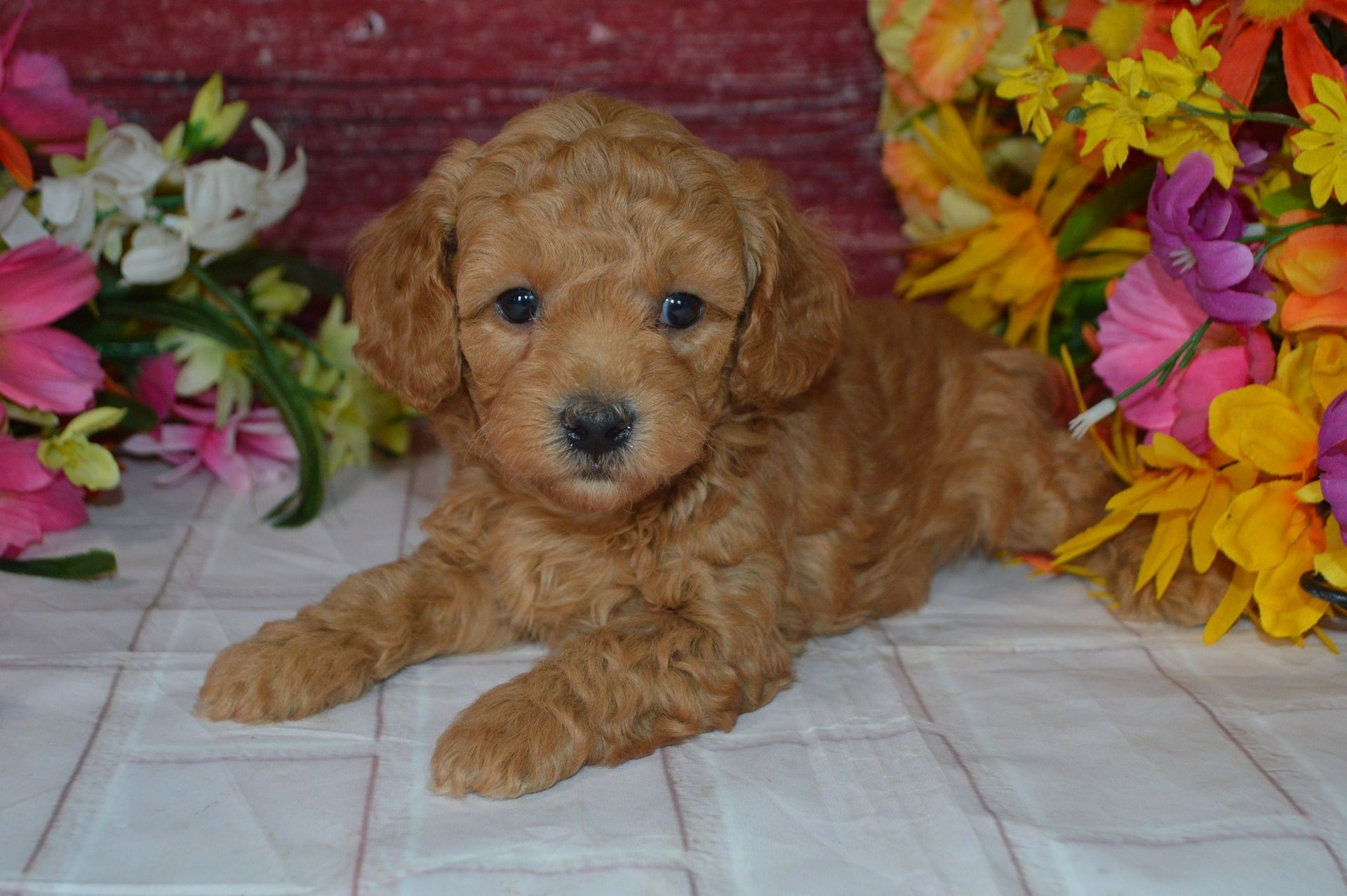 A light brown, curly-haired puppy lying on a white surface surrounded by colorful flowers.