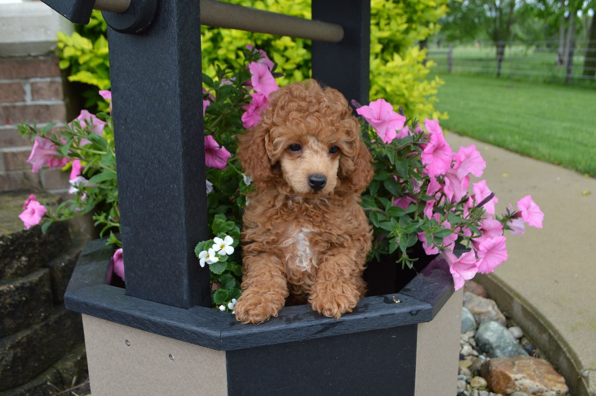 A curly-haired, apricot-colored puppy sits inside a garden well surrounded by blooming pink flowers.