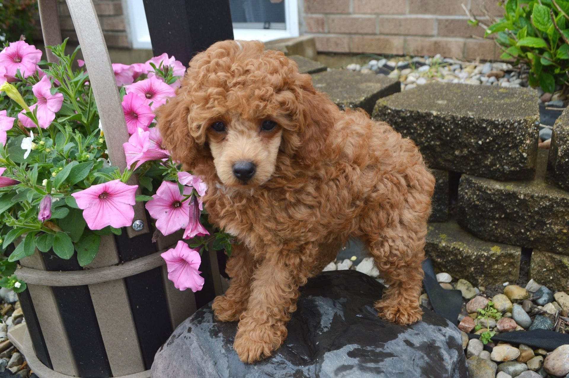 A fluffy, apricot-colored poodle puppy standing on a dark stone next to a hanging basket of pink petunia flowers.