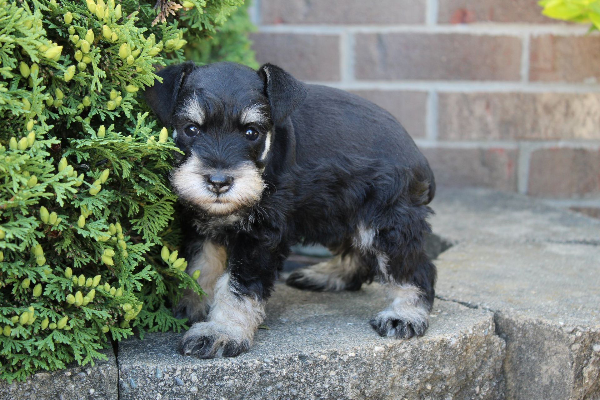 A small black and silver schnauzer puppy stands on a stone ledge next to a green bush in front of a brick wall.
