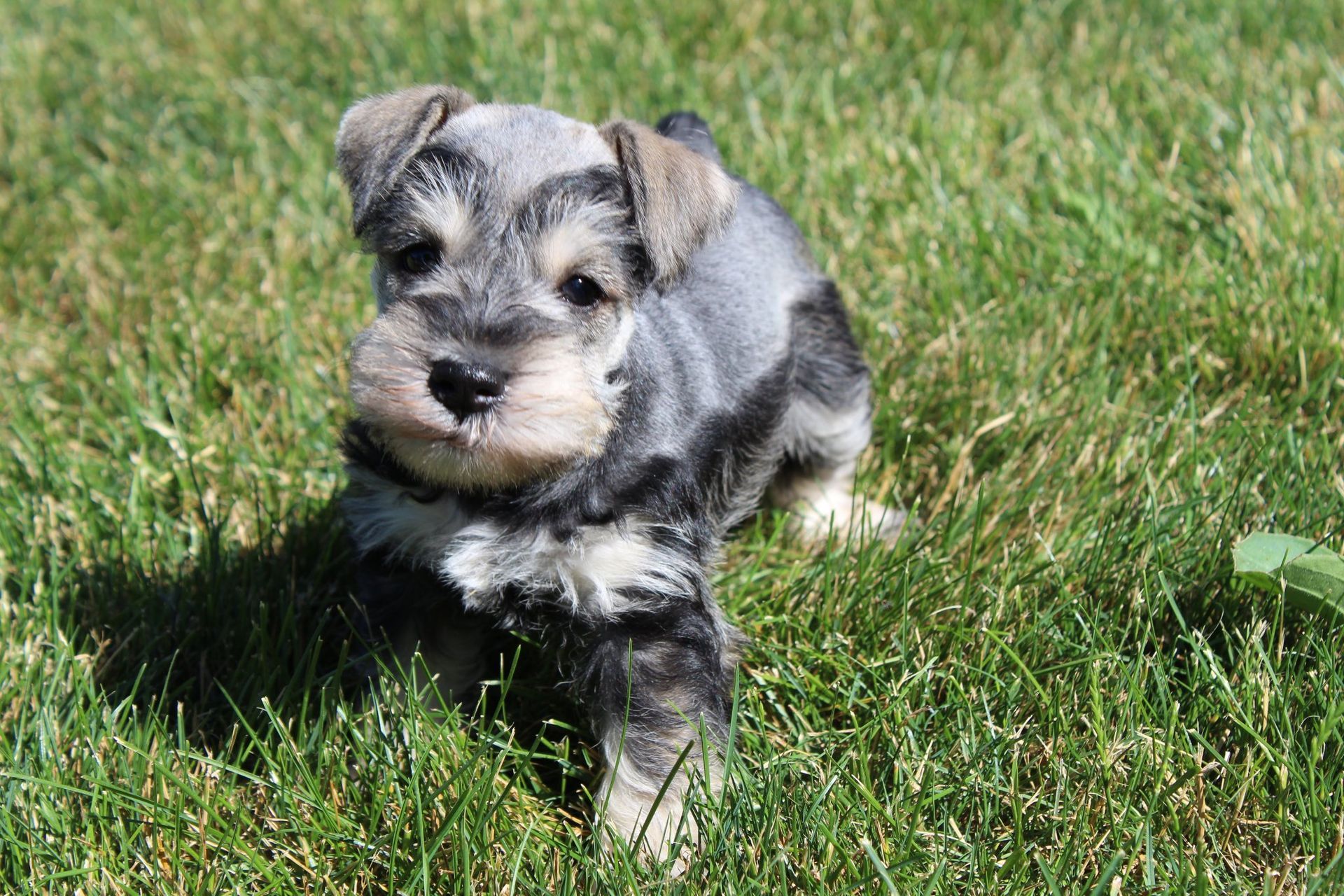 A small, grey and black Schnauzer puppy stands on green grass looking toward the camera.