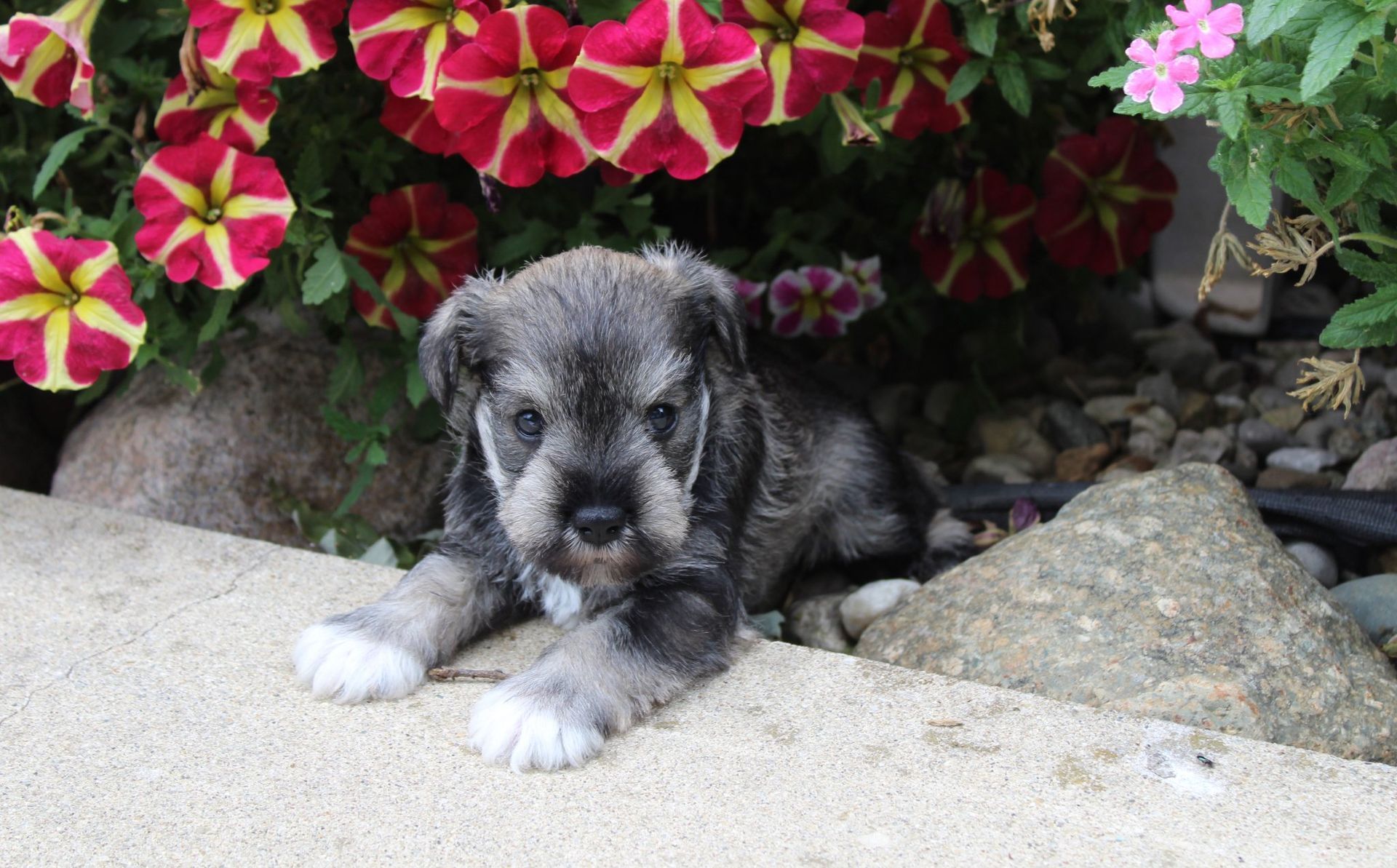 A small, salt-and-pepper Schnauzer puppy rests on a concrete edge in front of red and yellow petunia flowers.