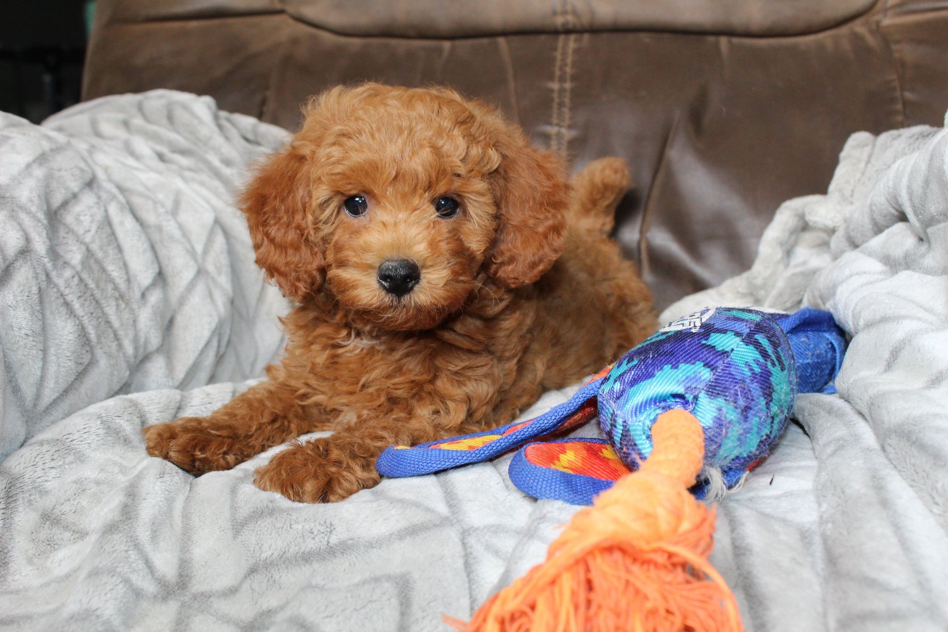 A fluffy, light-brown puppy sits on a gray textured blanket next to a blue, patterned chew toy.