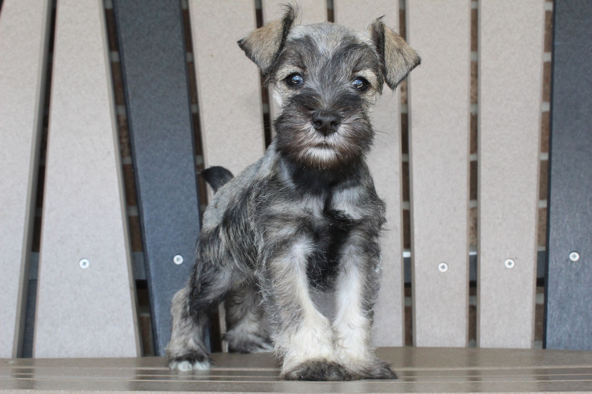 A salt and pepper miniature schnauzer puppy stands facing forward against a background of vertical wooden slats.