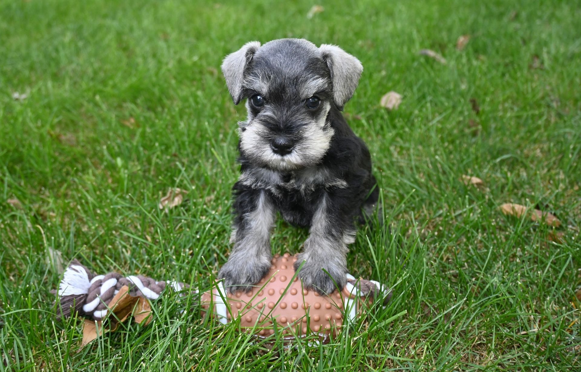 A salt and pepper miniature schnauzer puppy sits on grass, paws resting on a textured rubber toy.