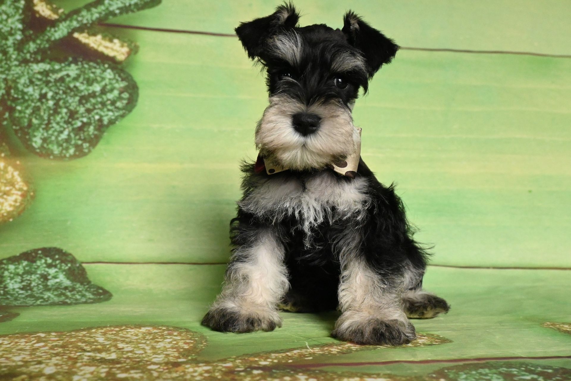 A small, black and silver Miniature Schnauzer puppy sits facing forward against a light green, clover-patterned backdrop.