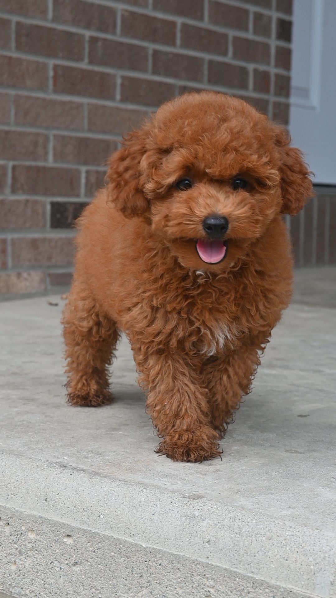A small, fluffy brown puppy with floppy ears stands on a concrete porch, looking forward with its tongue sticking out.