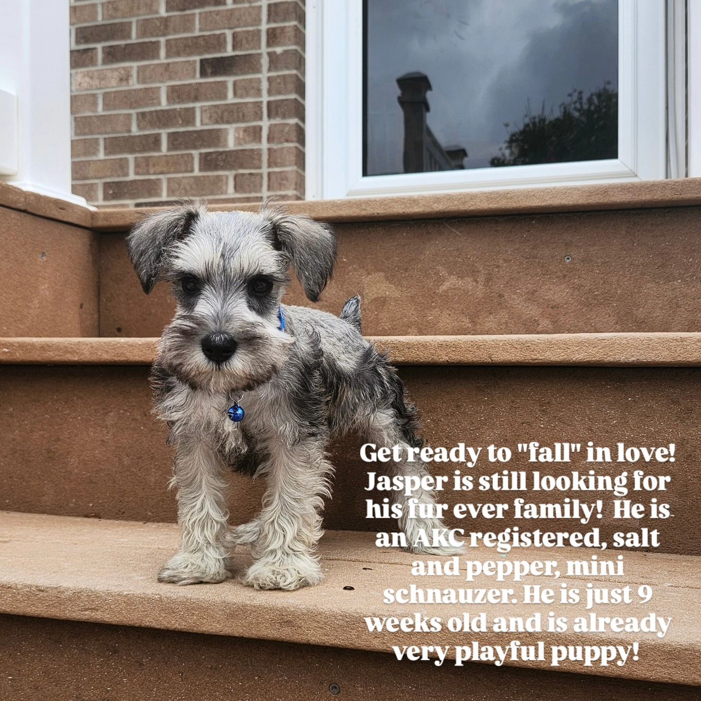 A small, salt and pepper miniature schnauzer puppy stands on outdoor steps, with text overlaid about finding a home.