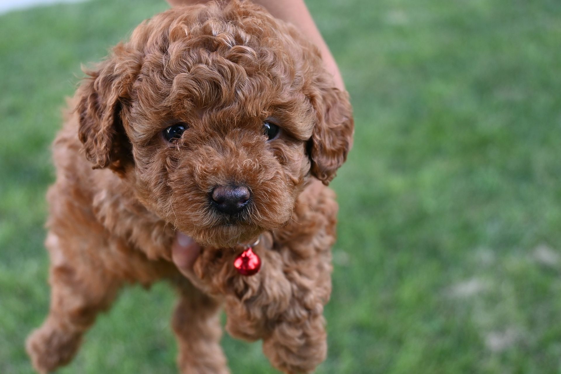 A small, fluffy brown puppy with curly fur and a red bell collar looks toward the camera against a blurred green background.