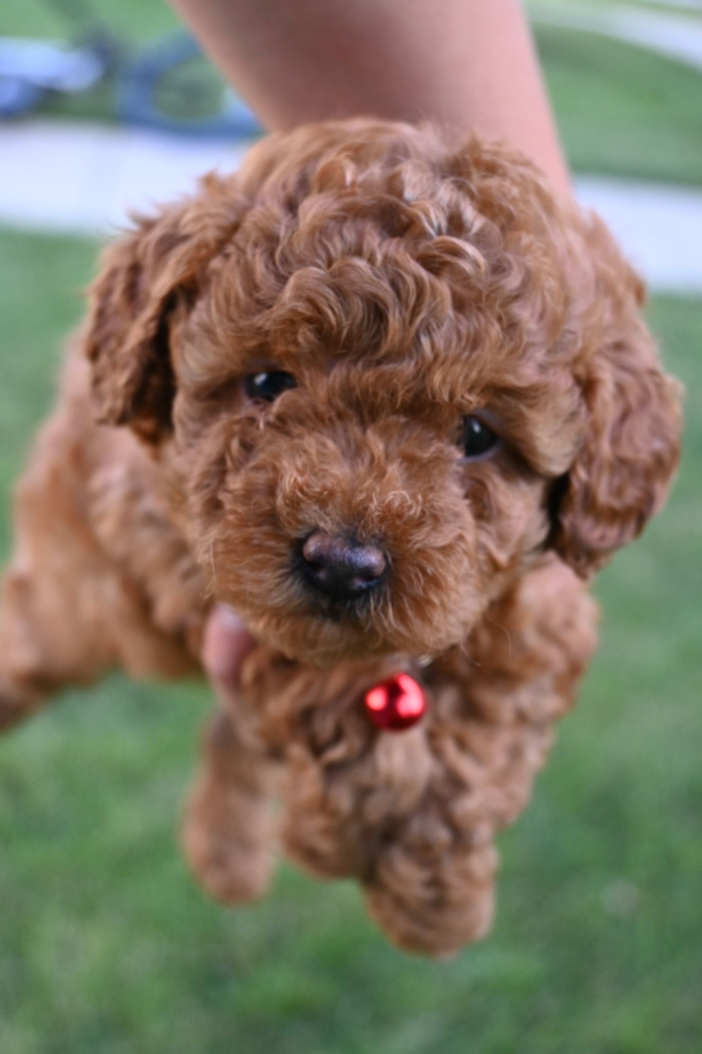A small, fluffy, curly-haired brown puppy held up by a person, wearing a small red bell collar outdoors on green grass.