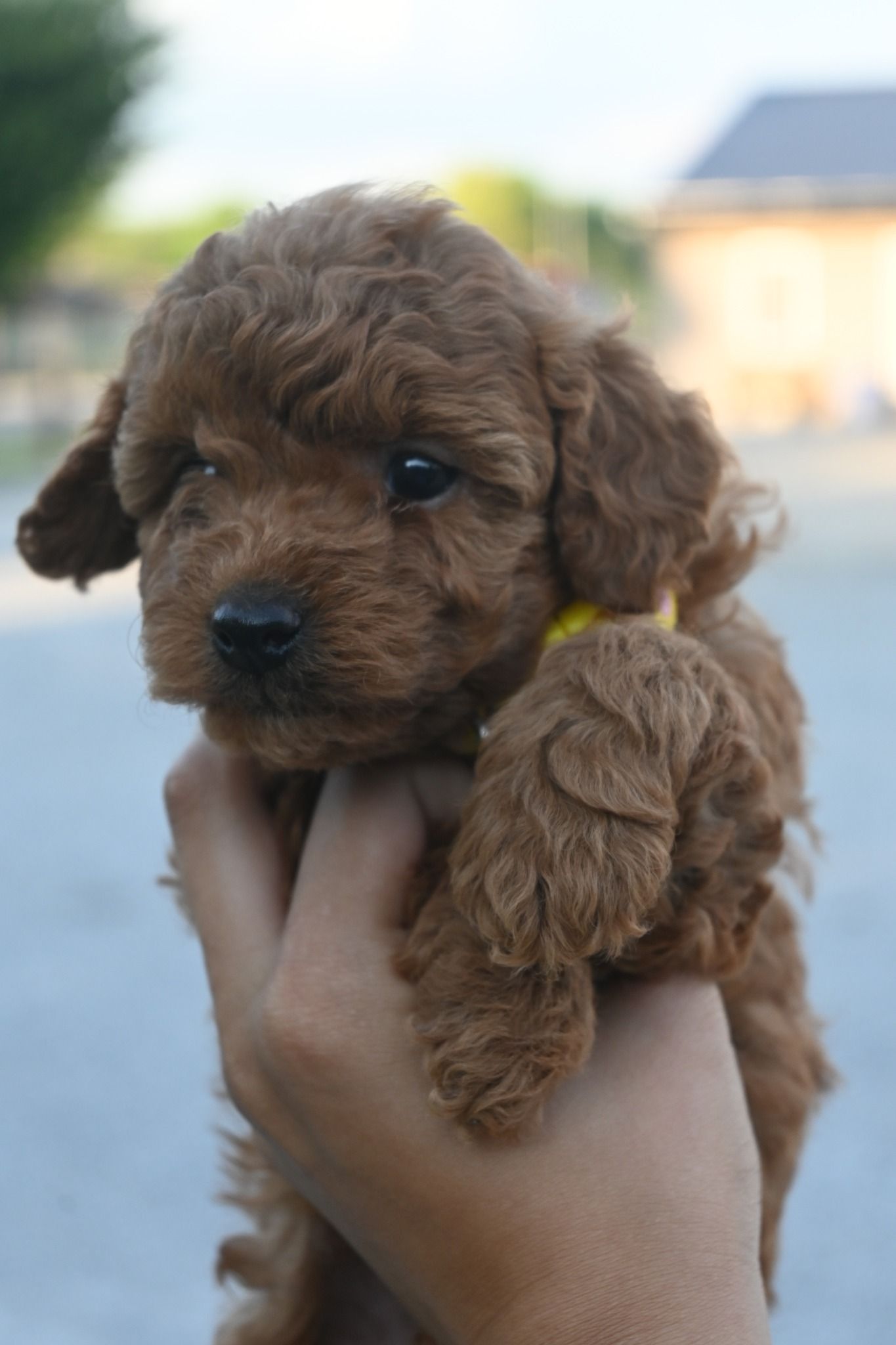 A person holds a small, curly, dark brown poodle puppy with a yellow collar against a soft, outdoor blurred background.