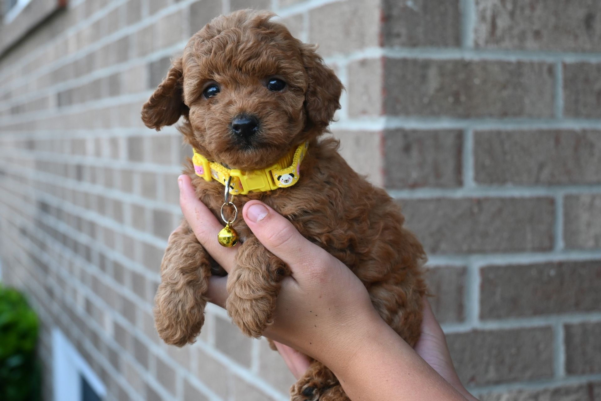 A small, brown, curly-haired puppy wearing a yellow collar with a bell, being held in a person's hands against a brick wall.