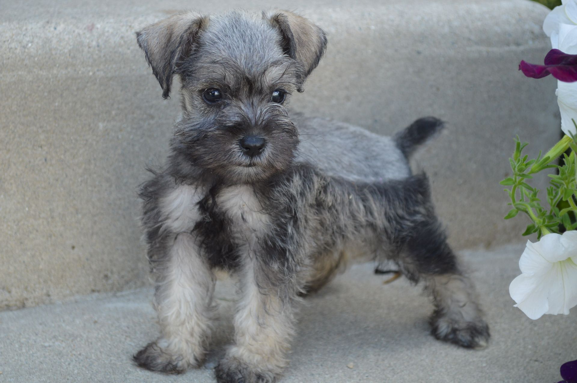 A small, salt-and-pepper Schnauzer puppy standing on a concrete porch next to white flowers.